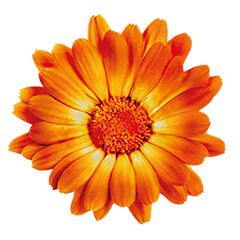 Das Bild zeigt das Logo des Calendula Kräutergartens - Eine Ringelblume